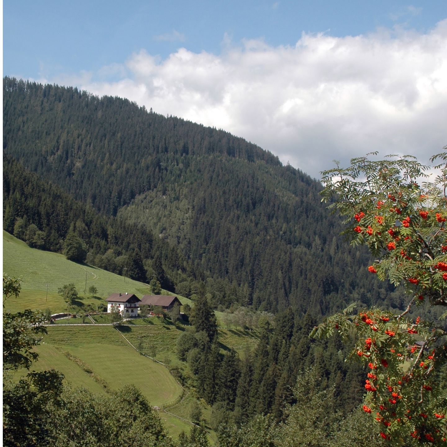 astlehen.at - picture of the farm and the surrounding meadows and forest